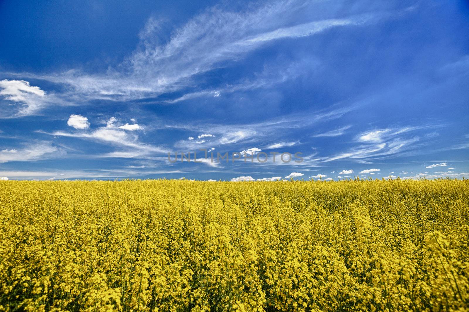 The field of flowering oilseed rape by pzaxe