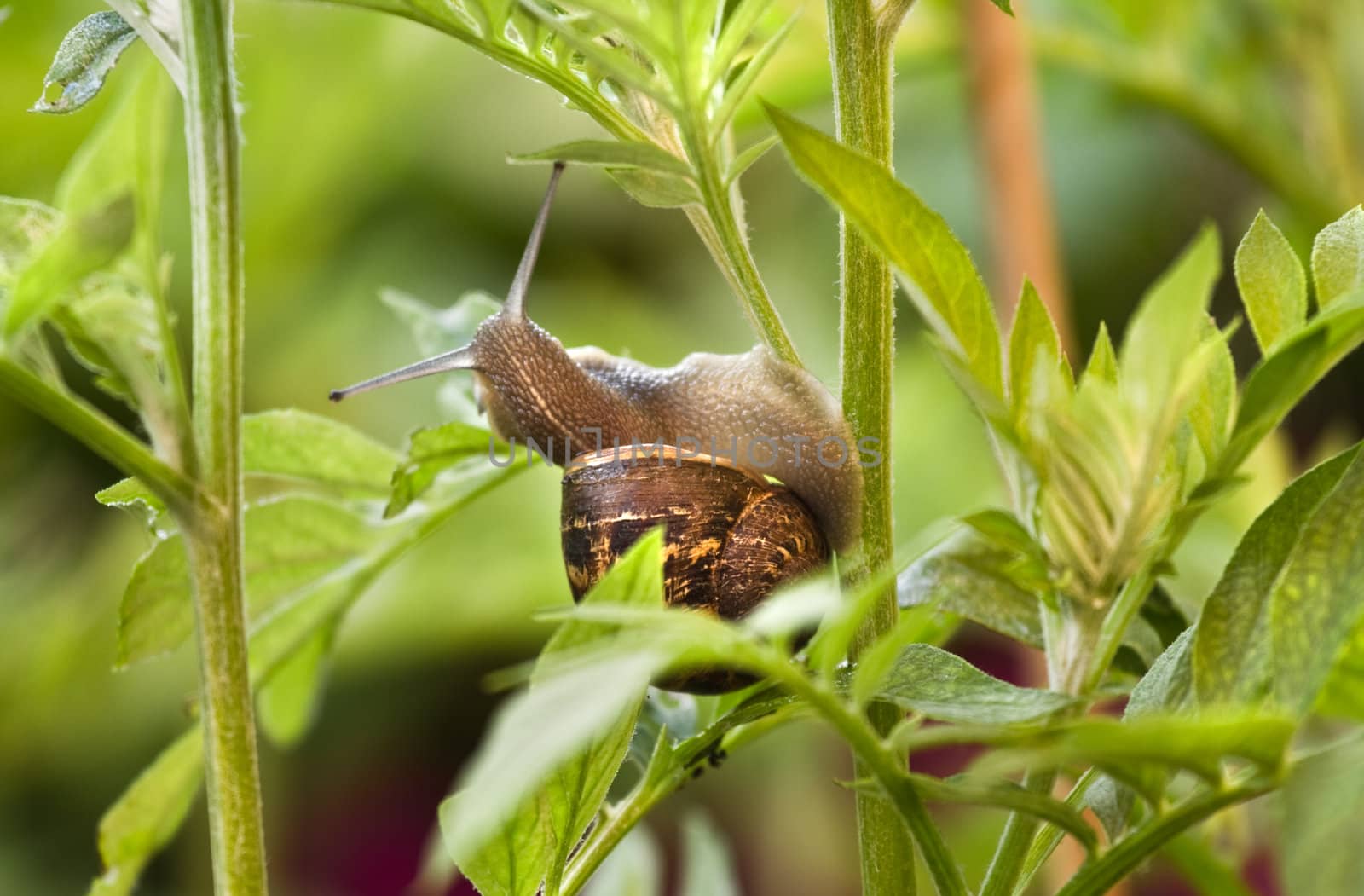Snail eating from leaves and damaging a plant on early morning in spring