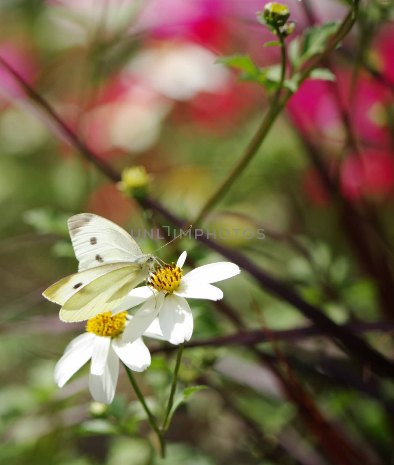 Black and white butterfly on a flower in colorful background