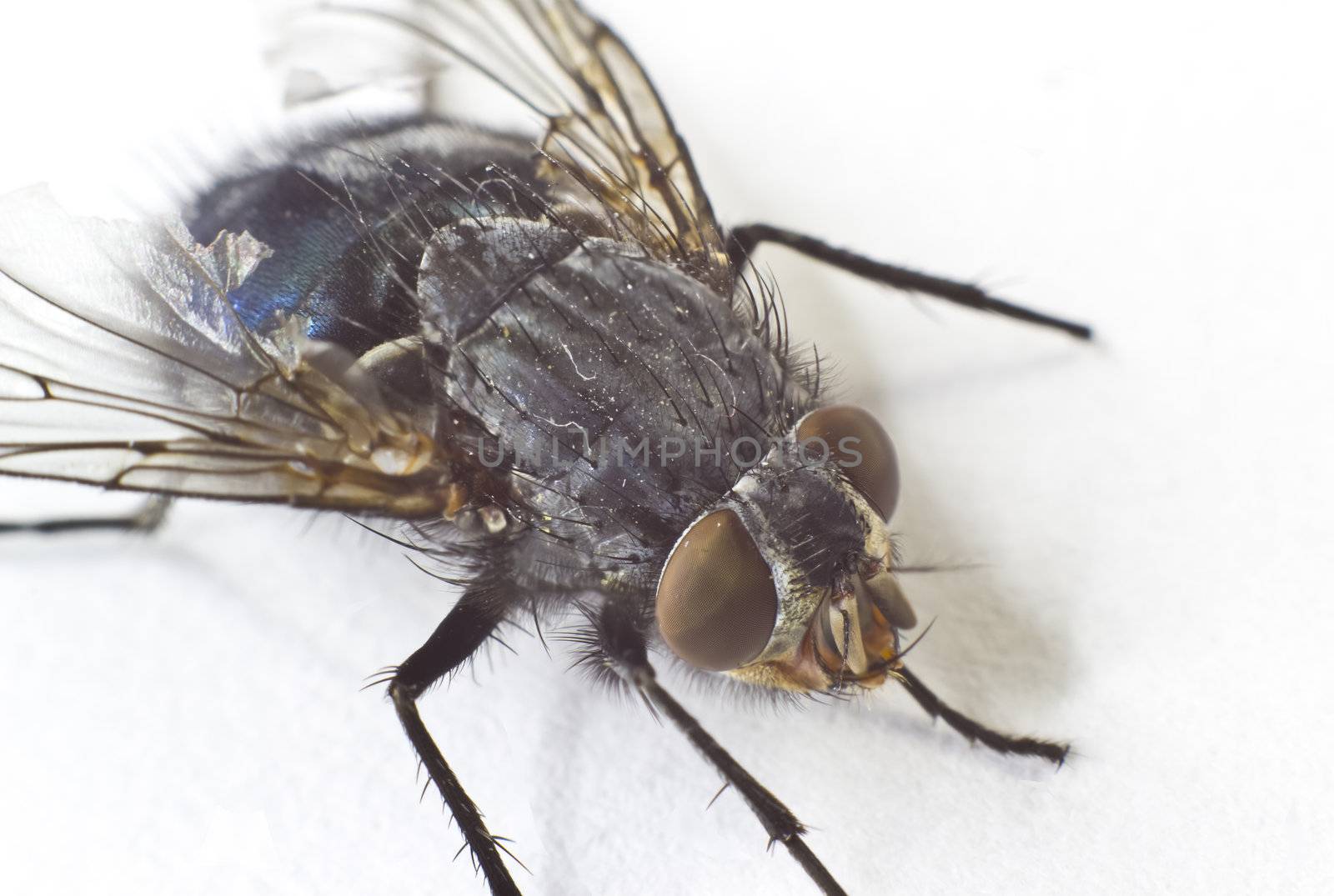 macro picture of a ordinary house fly with broken wings