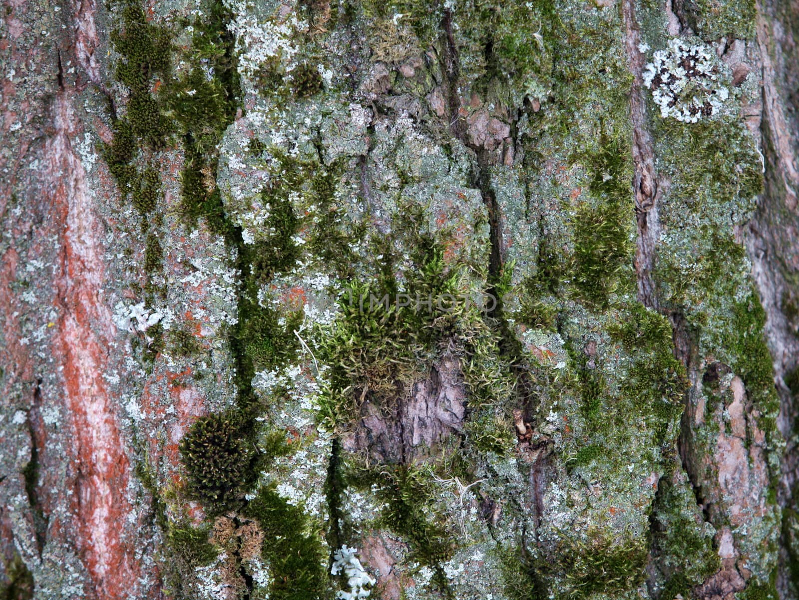 Pine bark texture of old wood