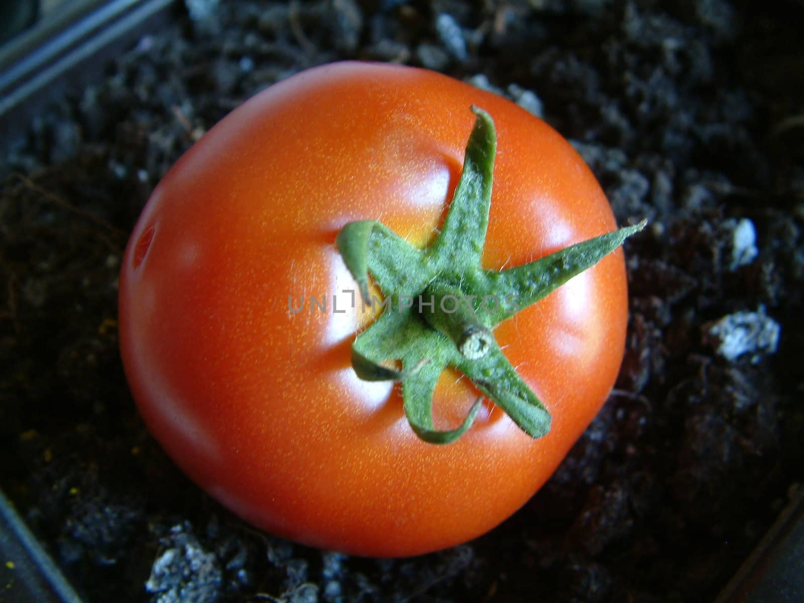 tomato, one by nehru