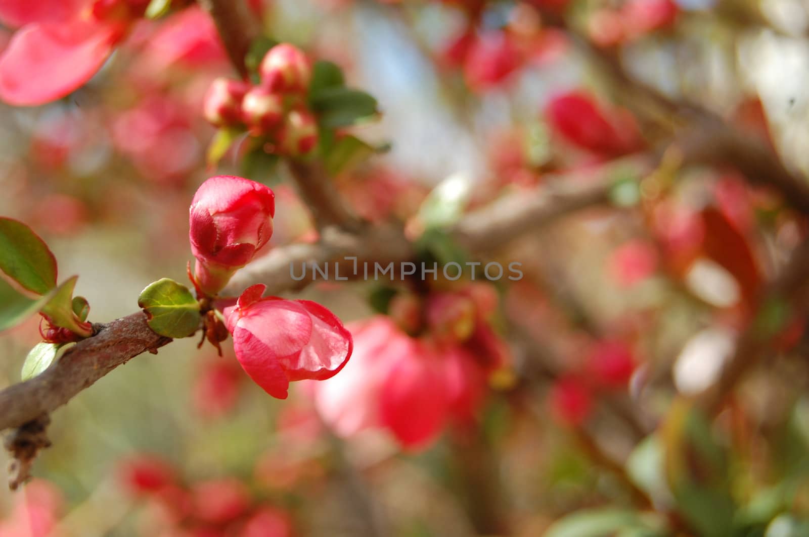 pink blossom