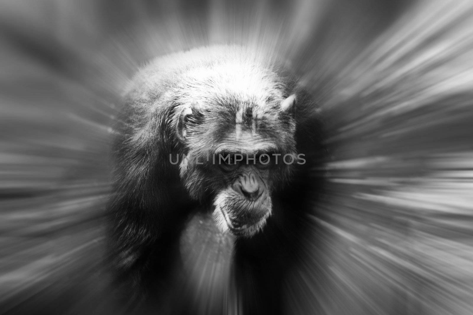ape Man by photochecker