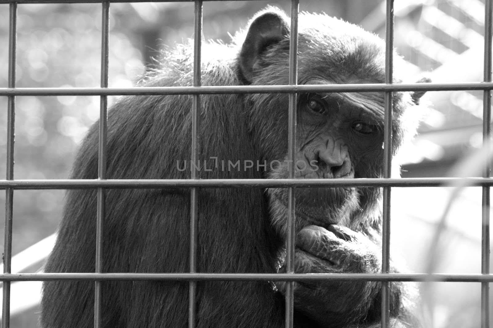 The sight of a monkey by photochecker