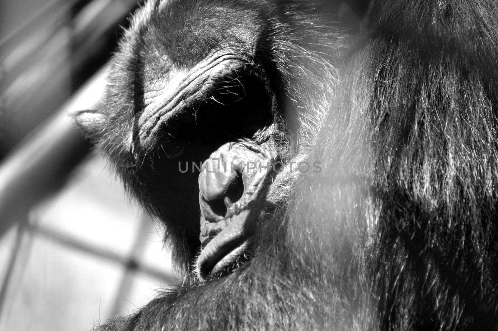 An African monkey in captivity at the zoo