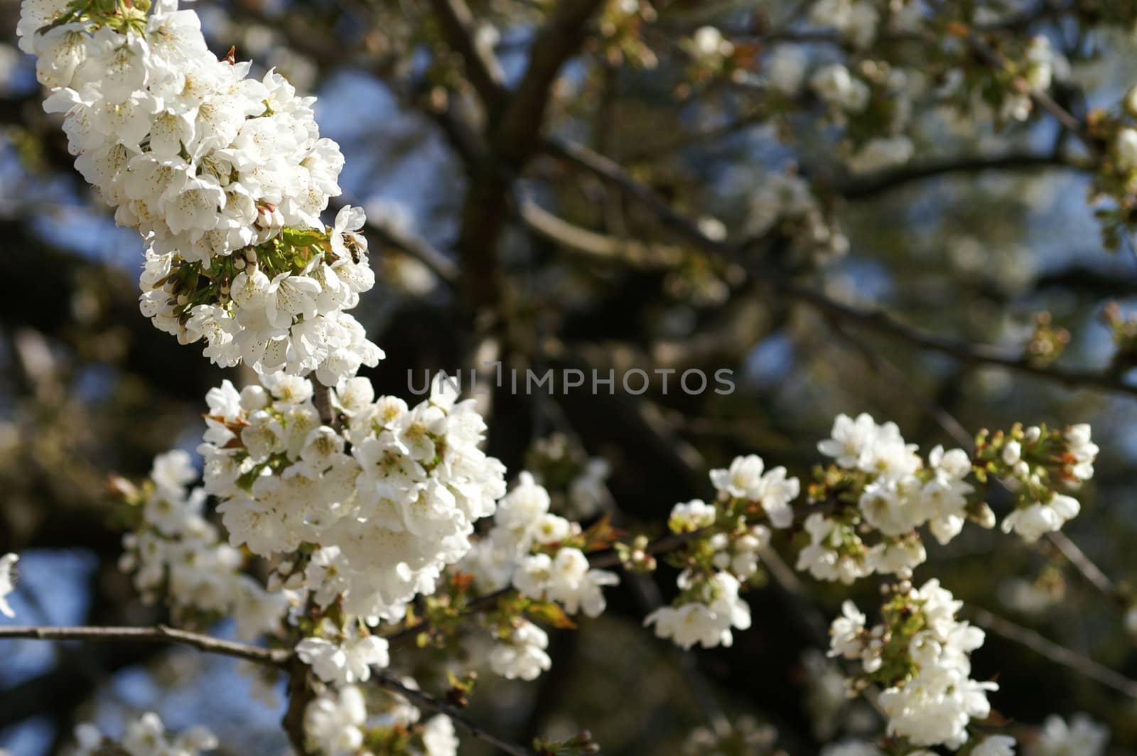 cherry tree in the garden by photochecker