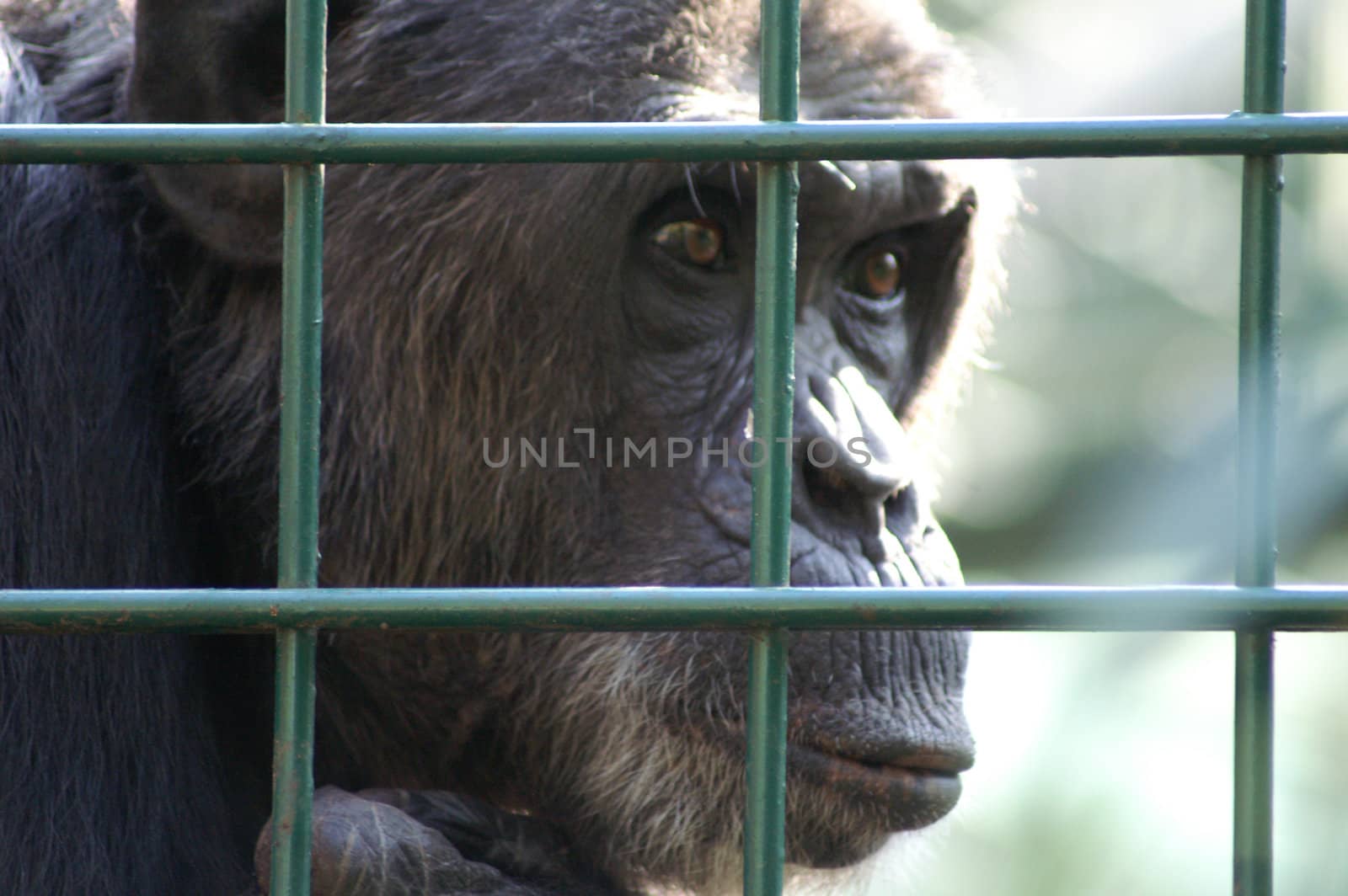 Monkey in captivity by photochecker