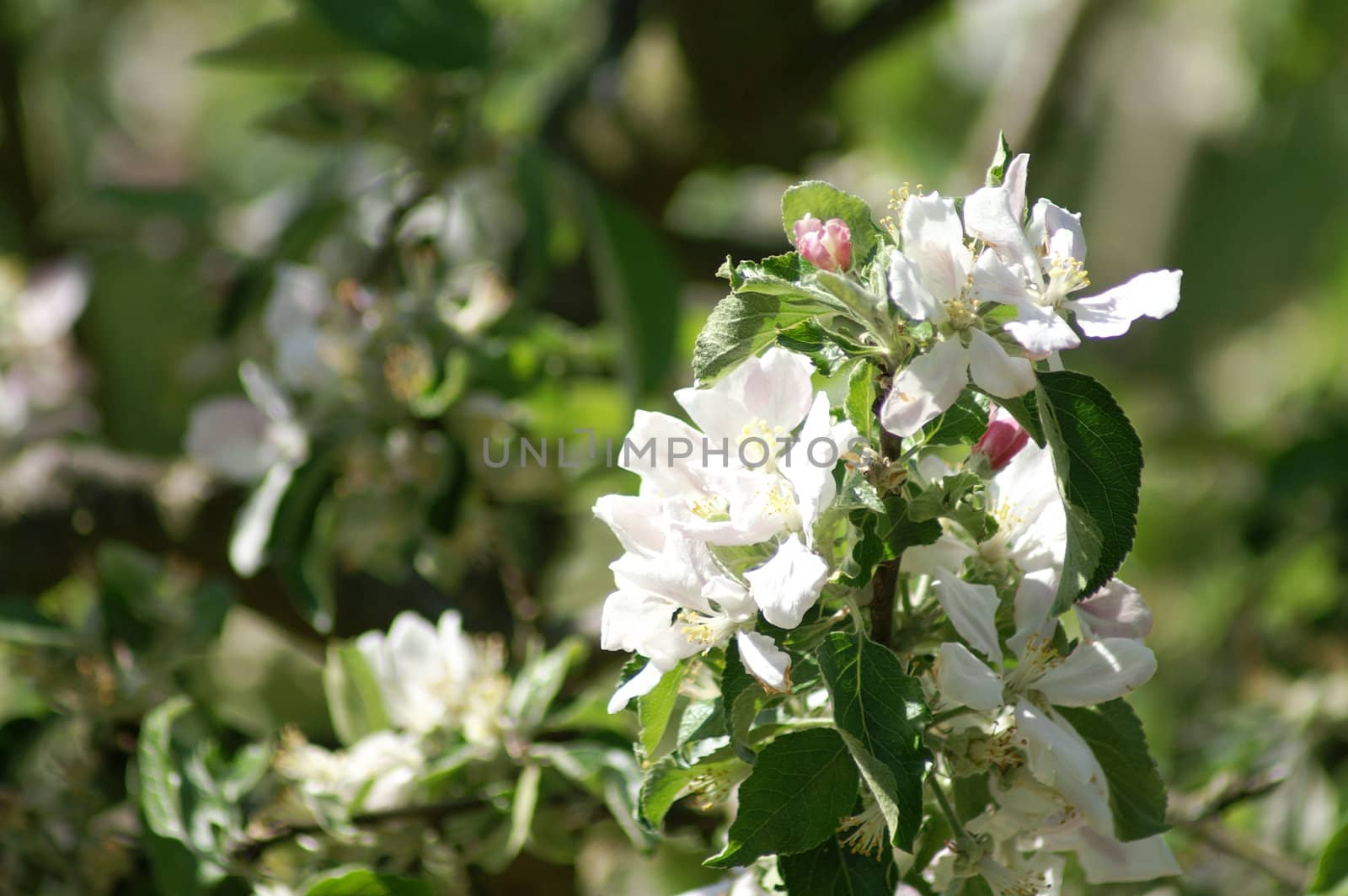 trees bloom in spring in fine weather