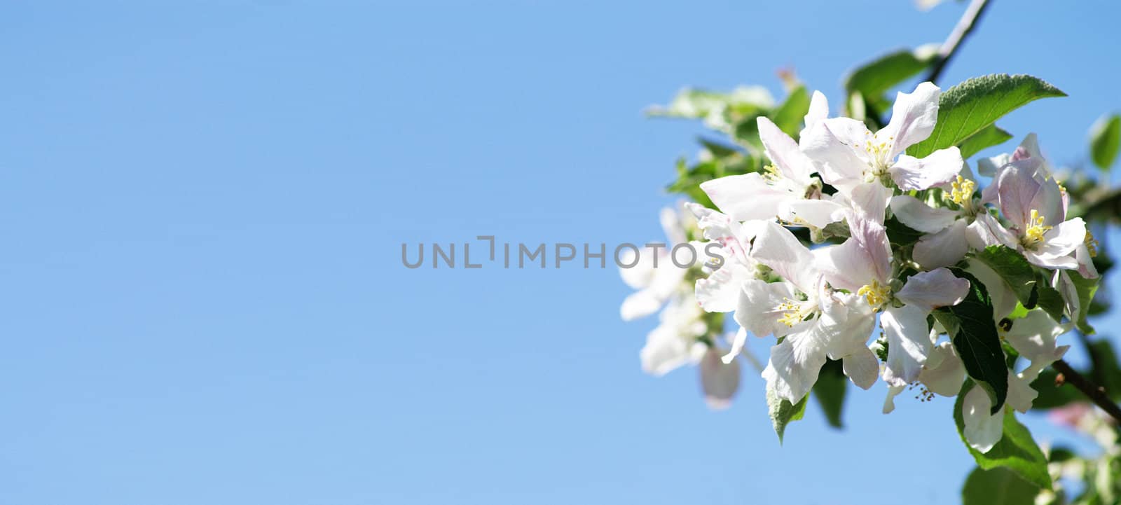 Cherry flowers  by photochecker