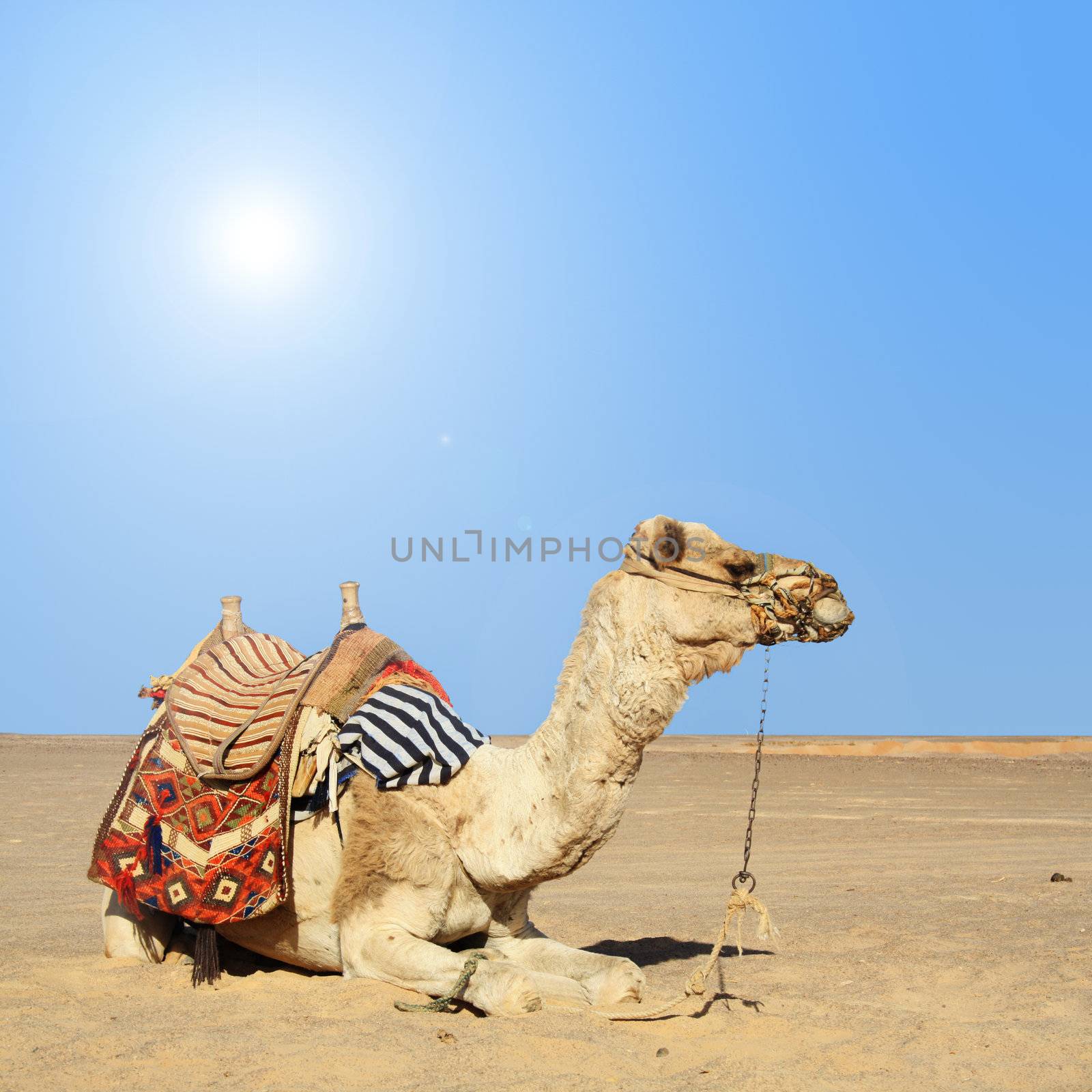 camel sits by photochecker