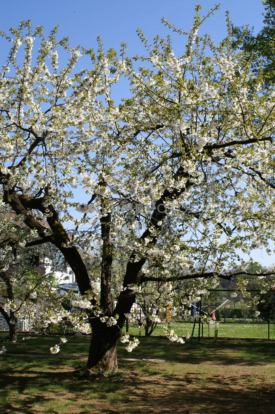 trees bloom in spring in fine weather