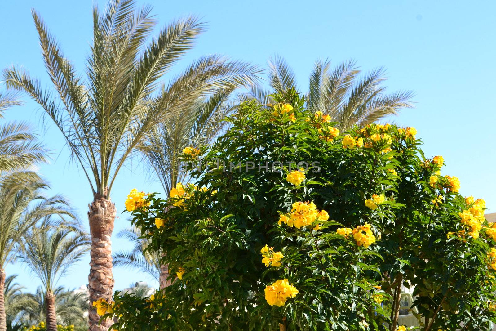 beautiful palm trees in the long seaside resort