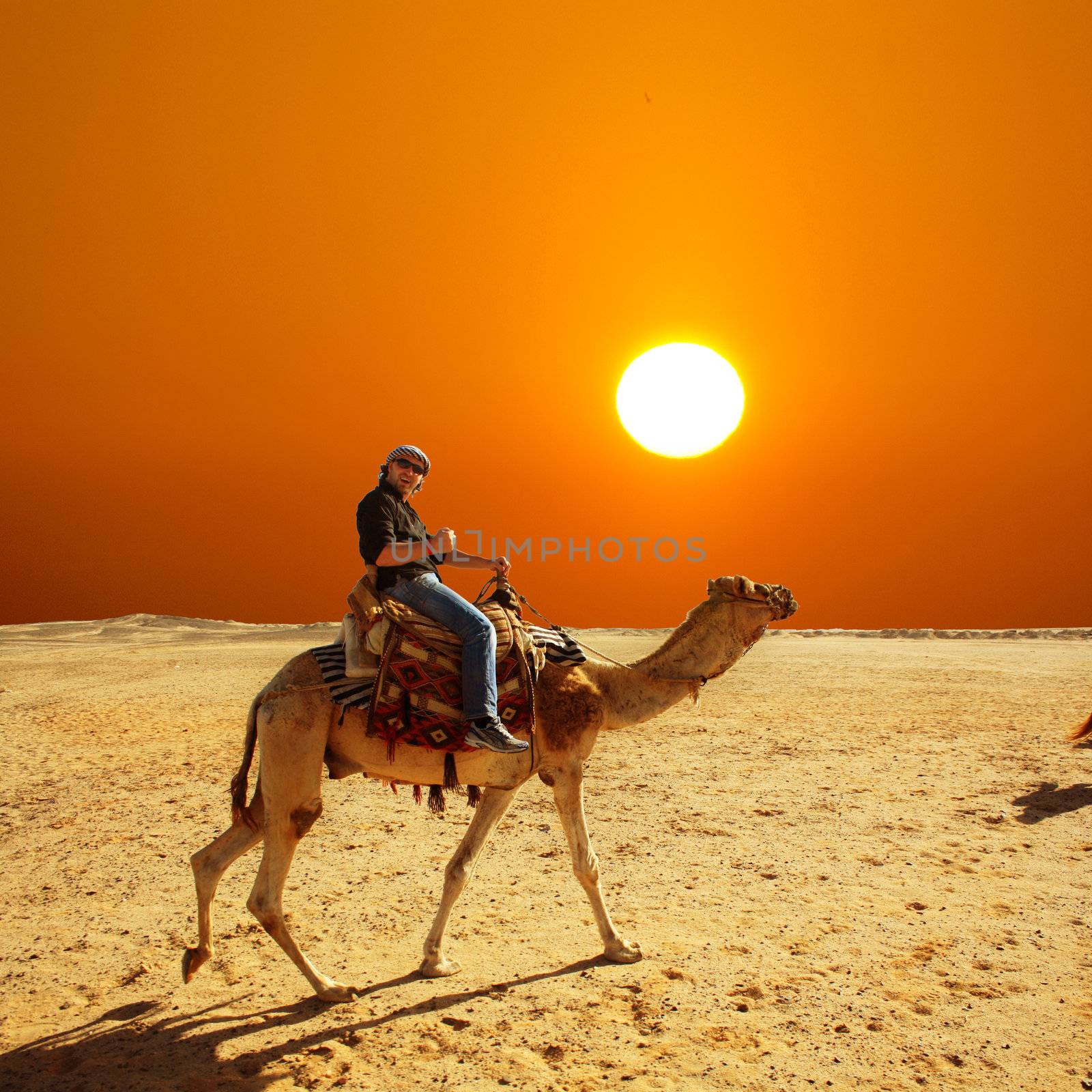 with the camel in the desert by photochecker