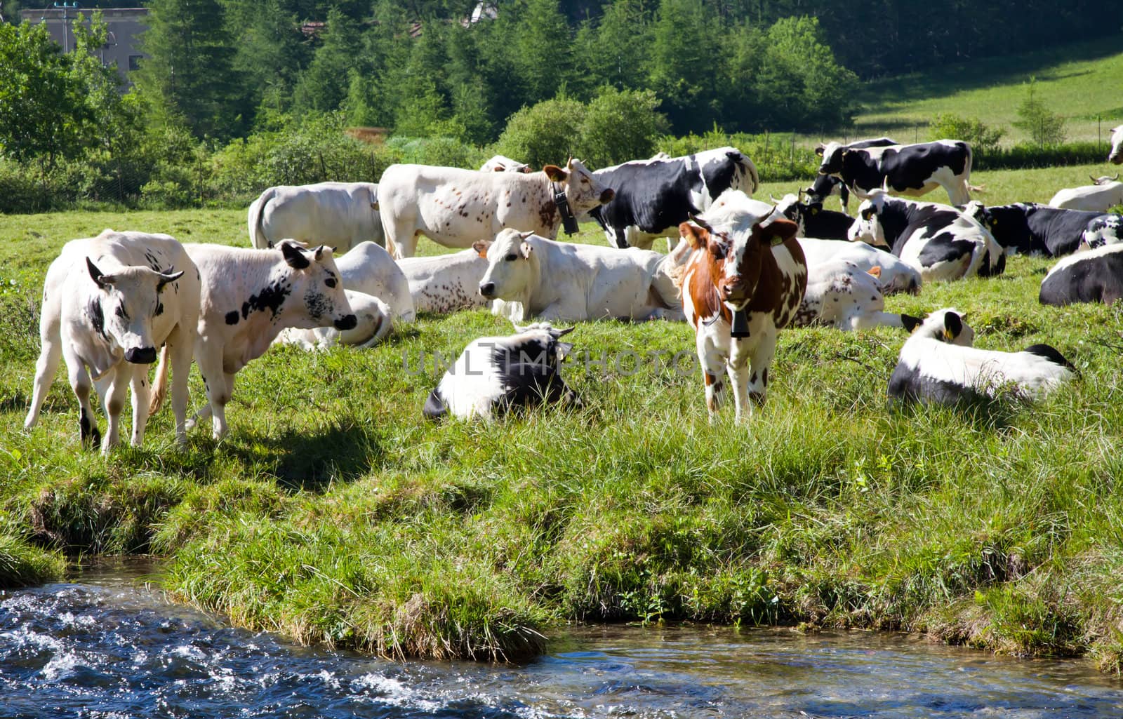 Italian cows during a sunny day close to Susa, Piedmont, Italian Alps