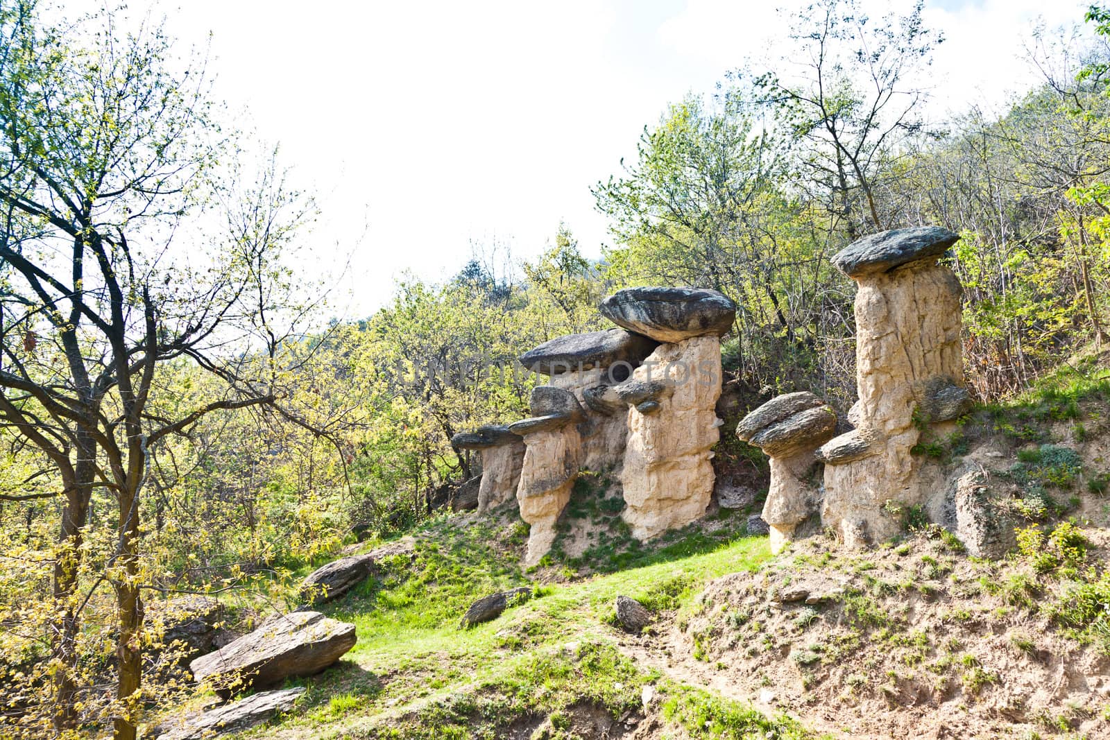 Curious forest in Italy, Piemonte region, close to Cuneo city. The name of the forest is "Ciciu" forest and it's the result of the last glaciation.