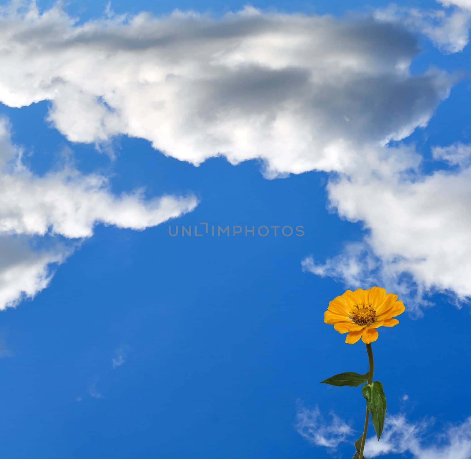 Flower Zinnia and sky by alexcoolok