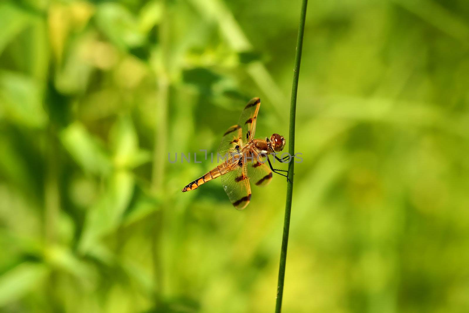 A dragon fly on a stem