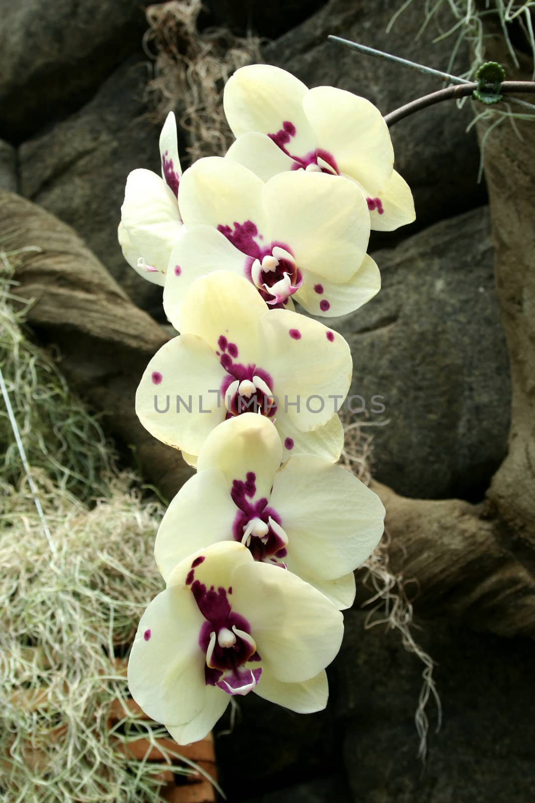 Orchids by njnightsky