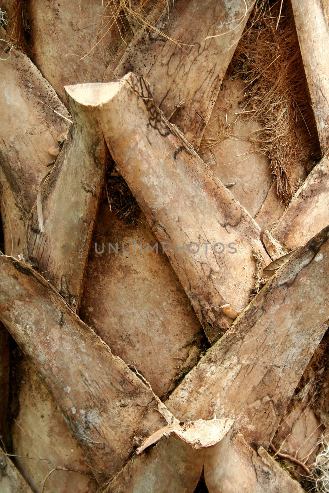 A Palm tree trunk background image