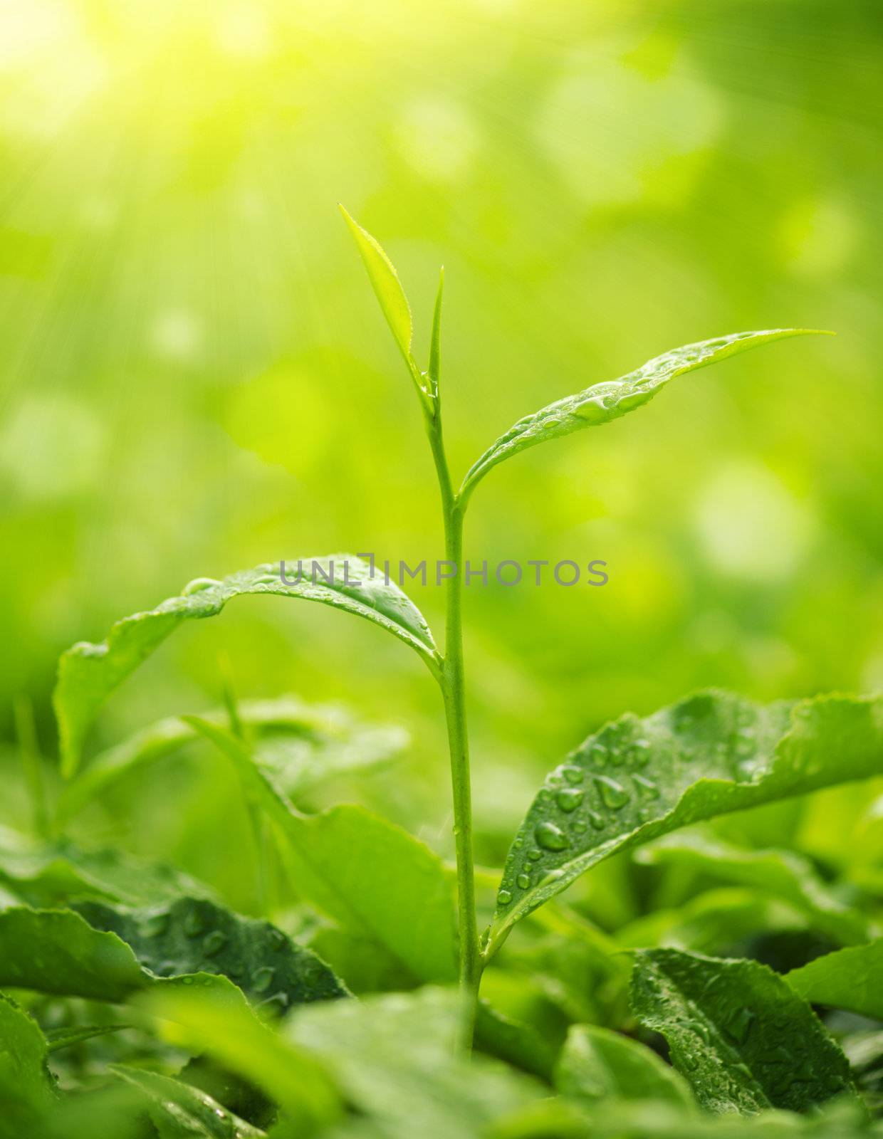 Tea Leaf with morning golden sunlight, water dews on leaf