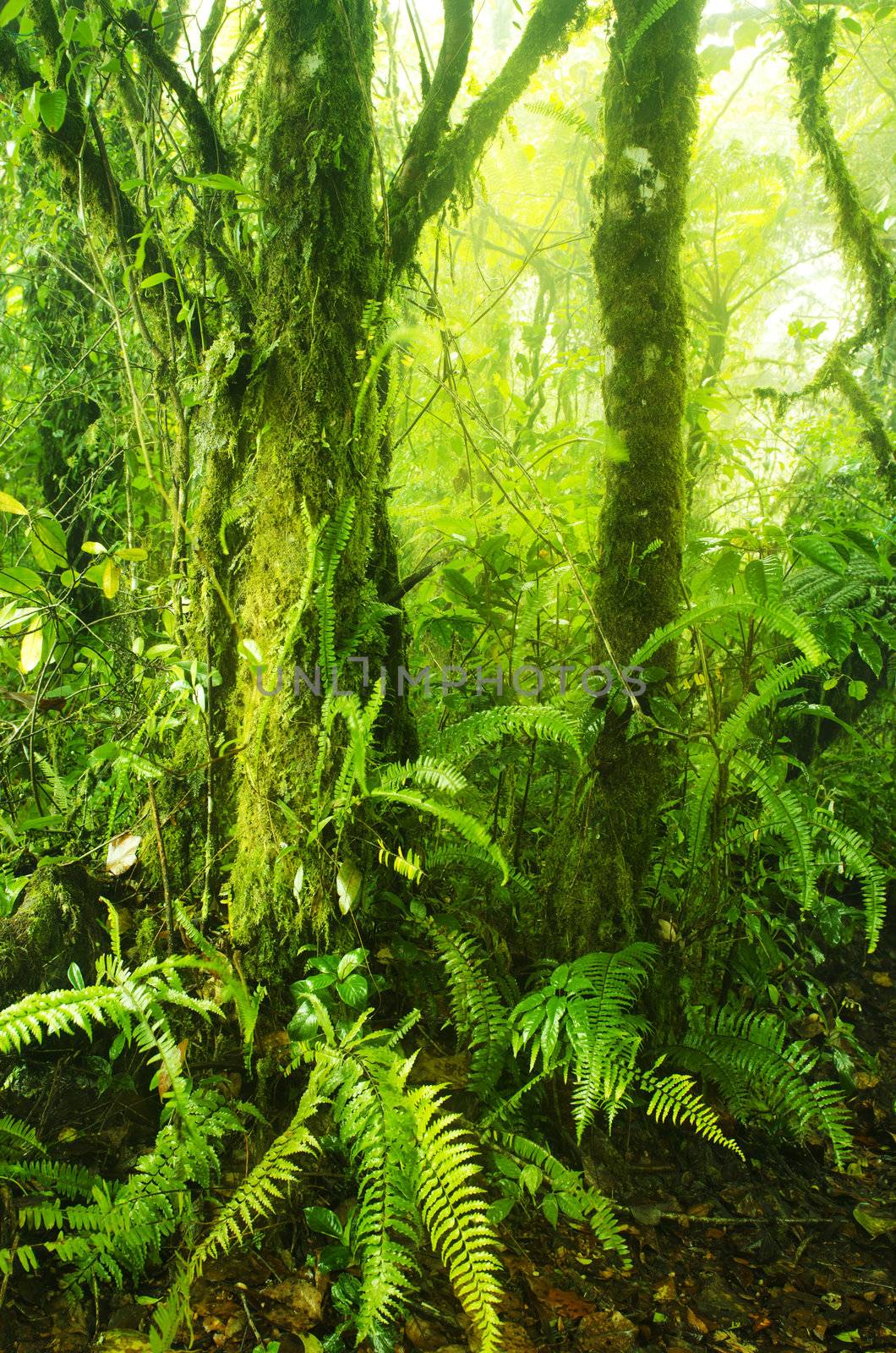 Mossy forest by szefei