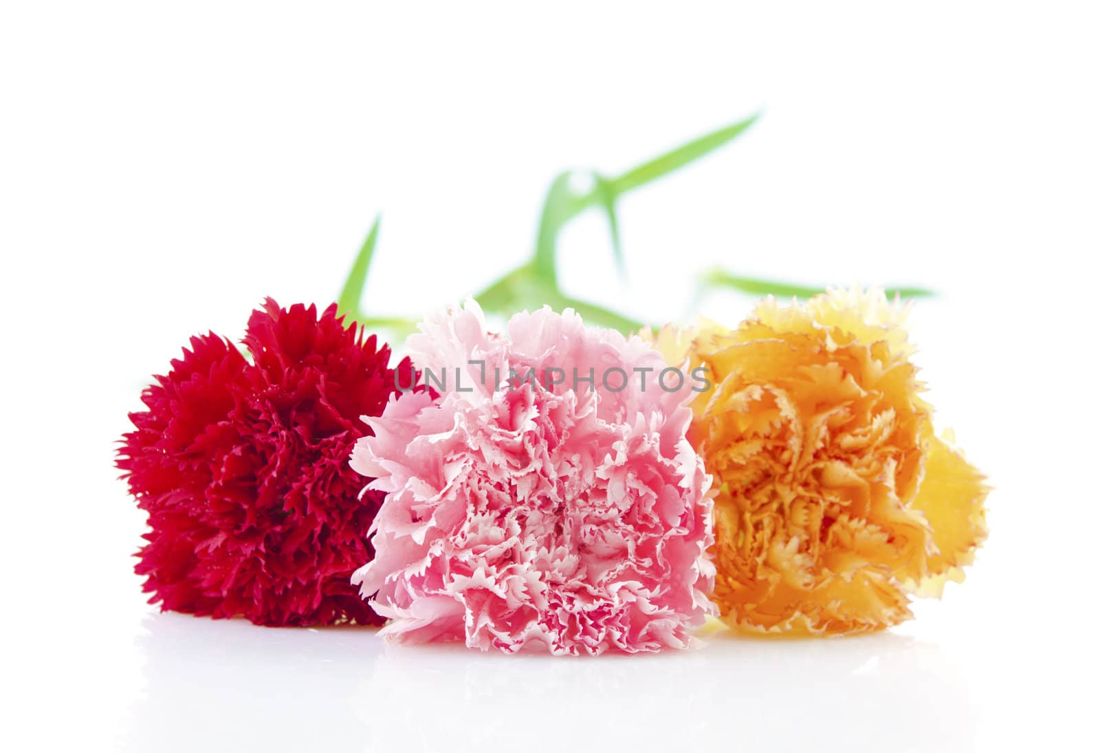 Three different color carnation flower in a row