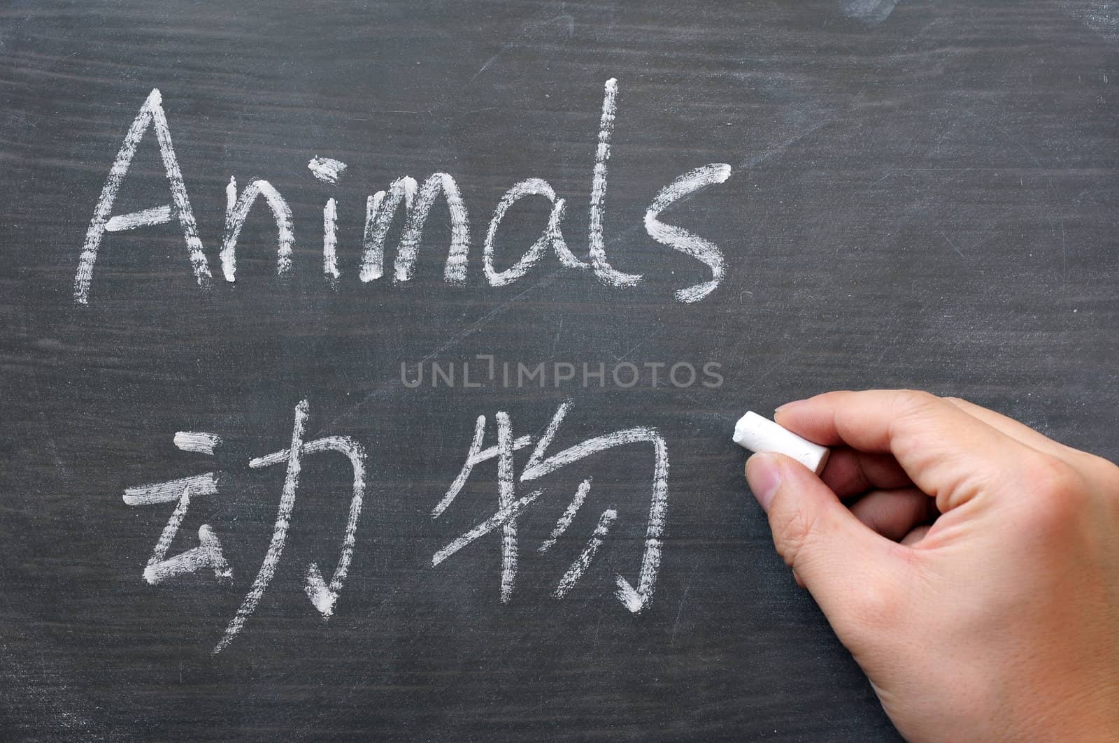 Animals - word written on a smudged blackboard with a Chinese translation,with a hand holding chalk writing