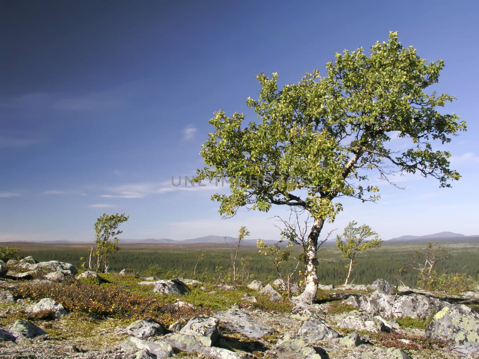 Beautiful landscape of mountain and tree 