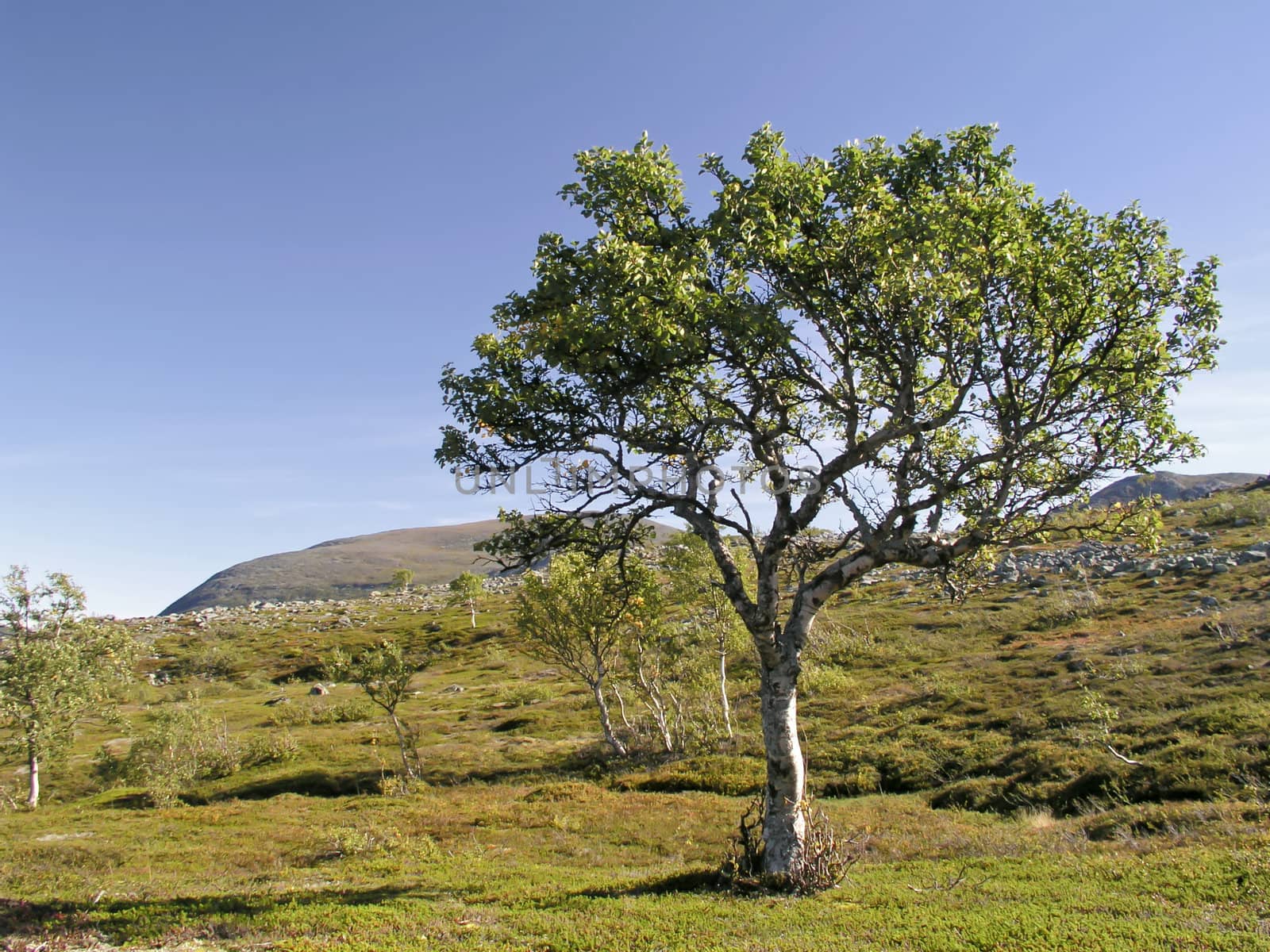 Beautiful landscape of mountain and tree 