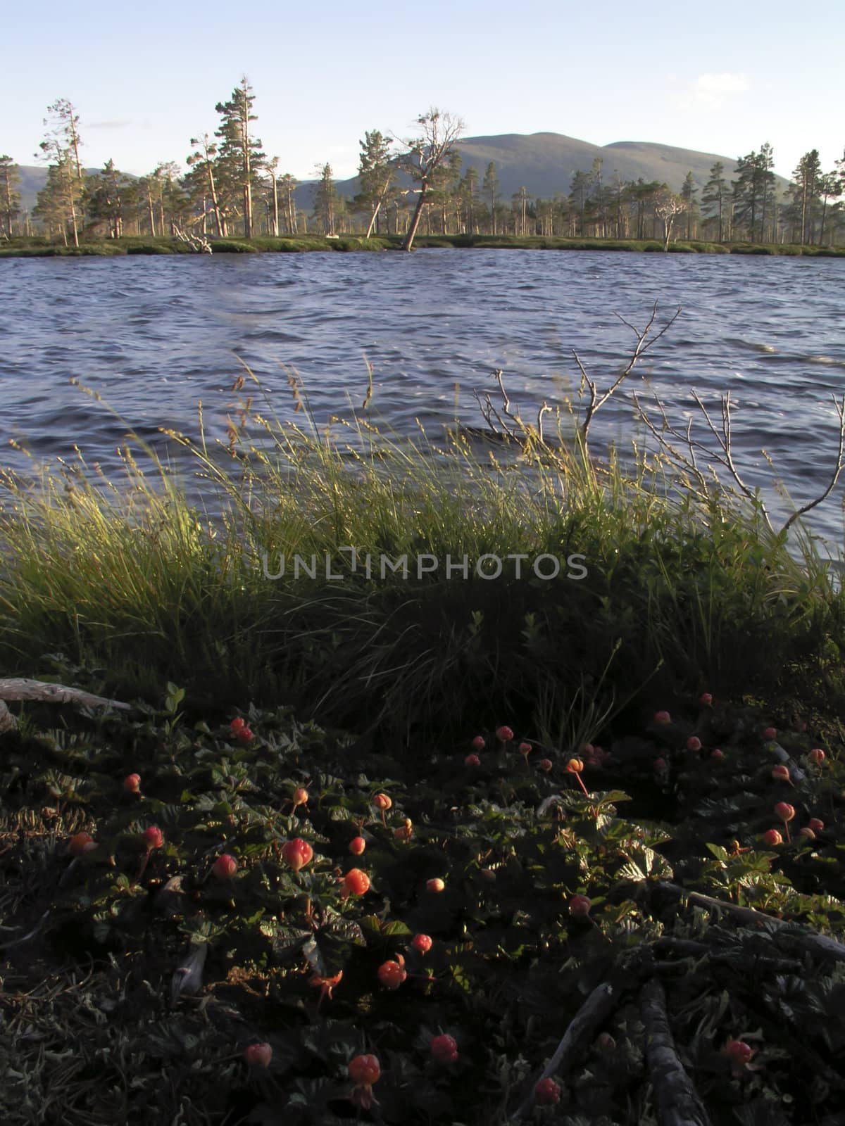 Nature landscape of cloudberry and lake