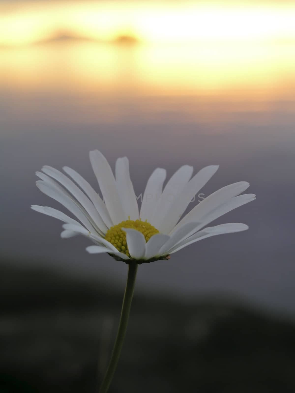 Beautiful wild flower and sunset