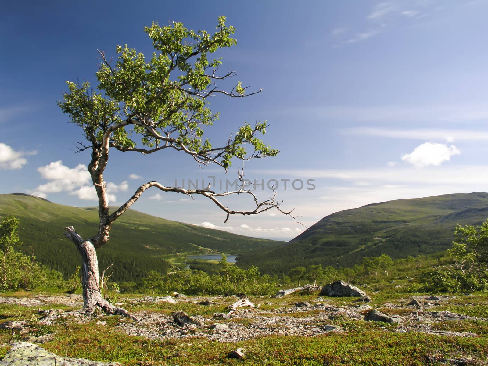 Lonely tree in the mountian