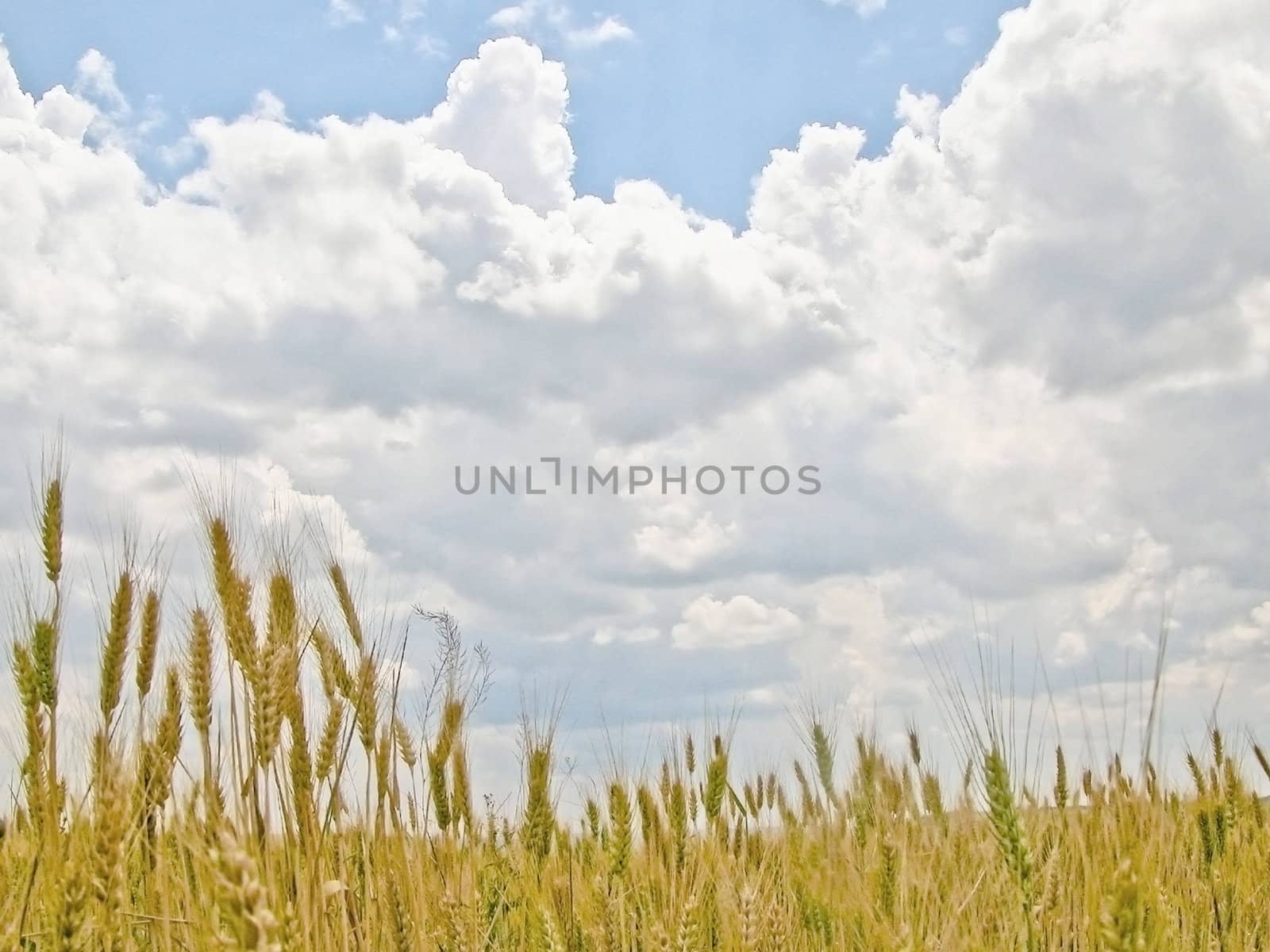 year landscape in field with rye year fine daytime