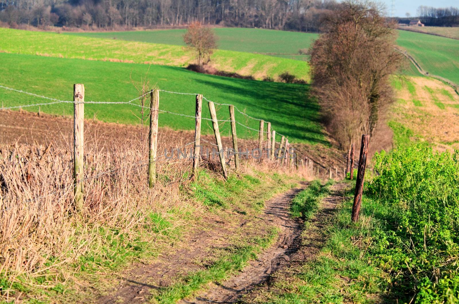 rural path with fence through the fields in Limburg, Netherlands