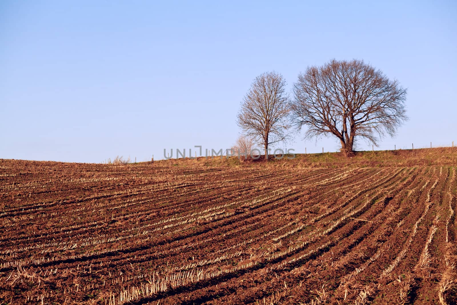 view on plowed field with trees on horizon