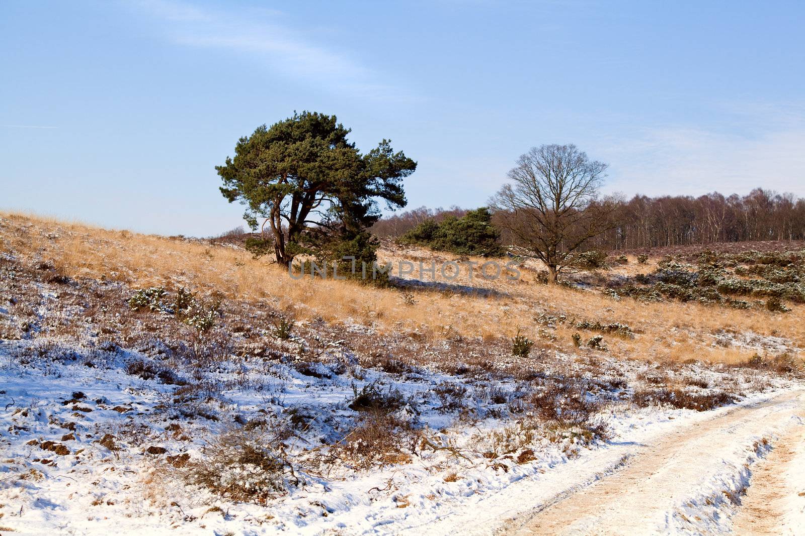 dunes in Rheden in snow during winted