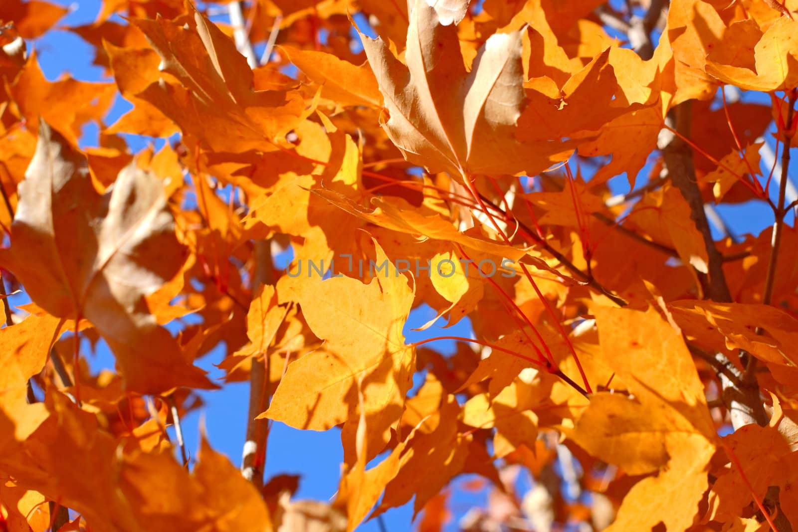 autumn foliage closeup on the blue sky