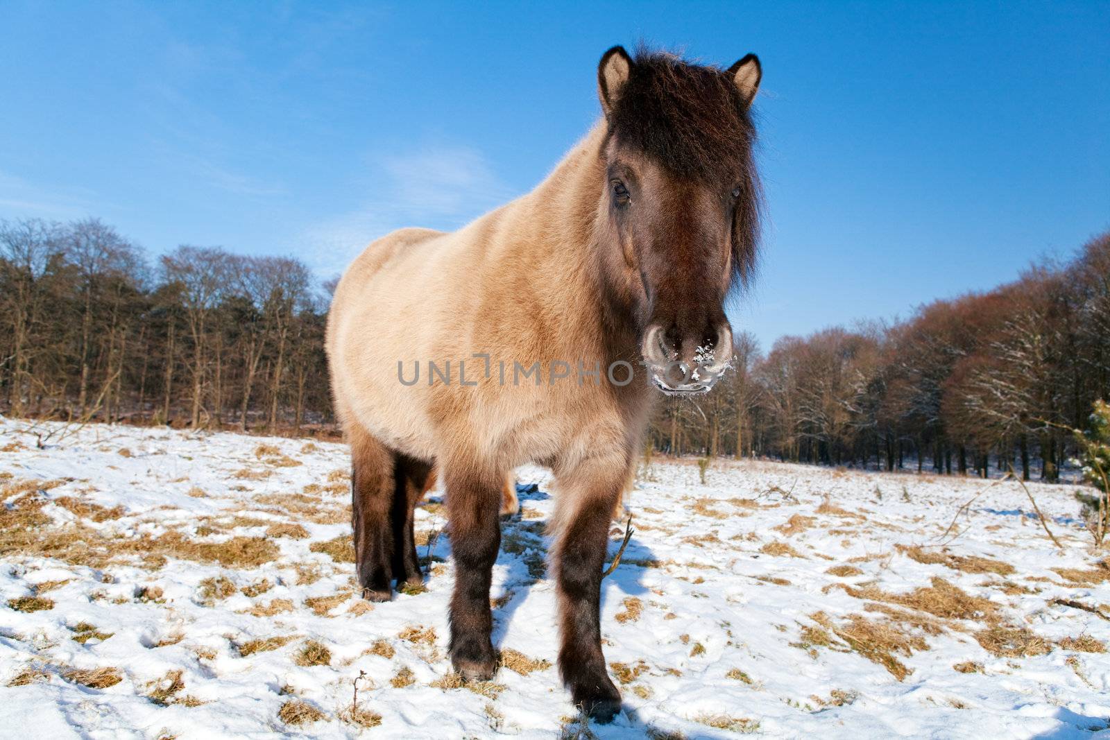 pony outdoors on the pasture covered with snow