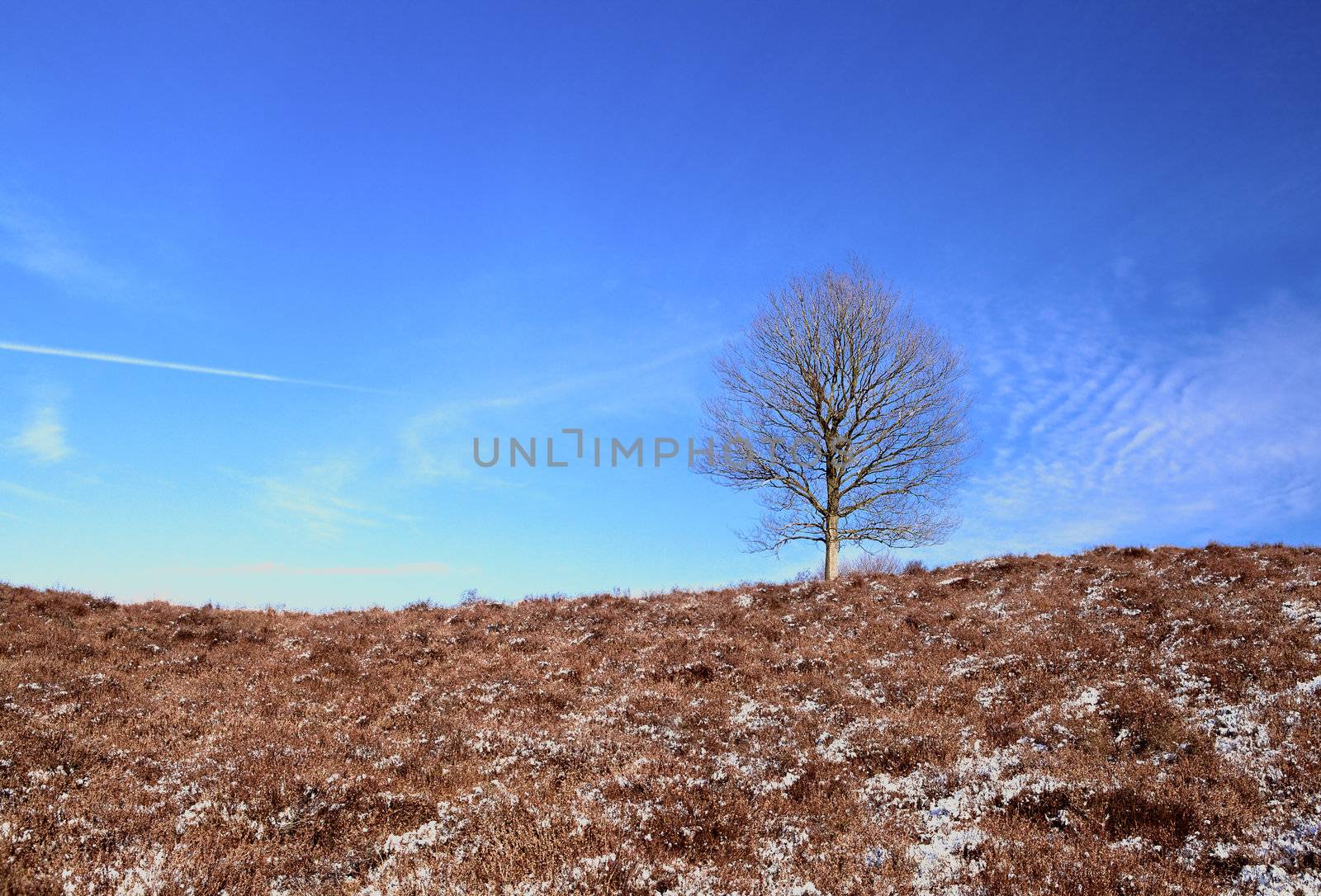 one tree on curved horizon over blue cloudless sky