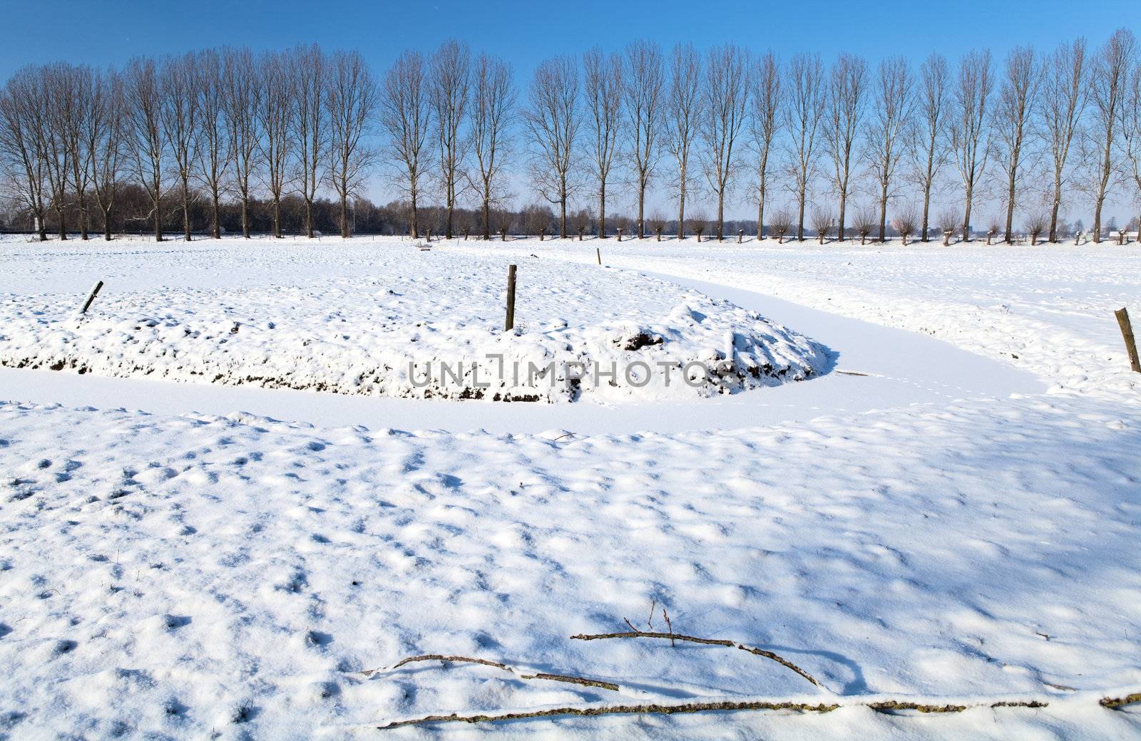 view on field covered with snow and row of trees on the horizon