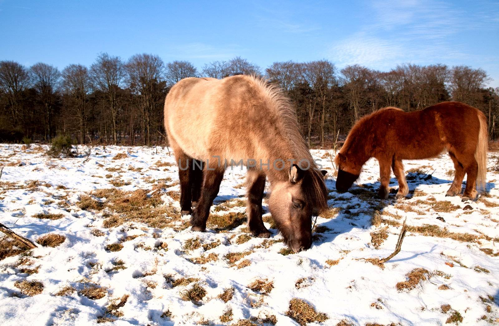 two pony on the winter pasture during mice sunny day