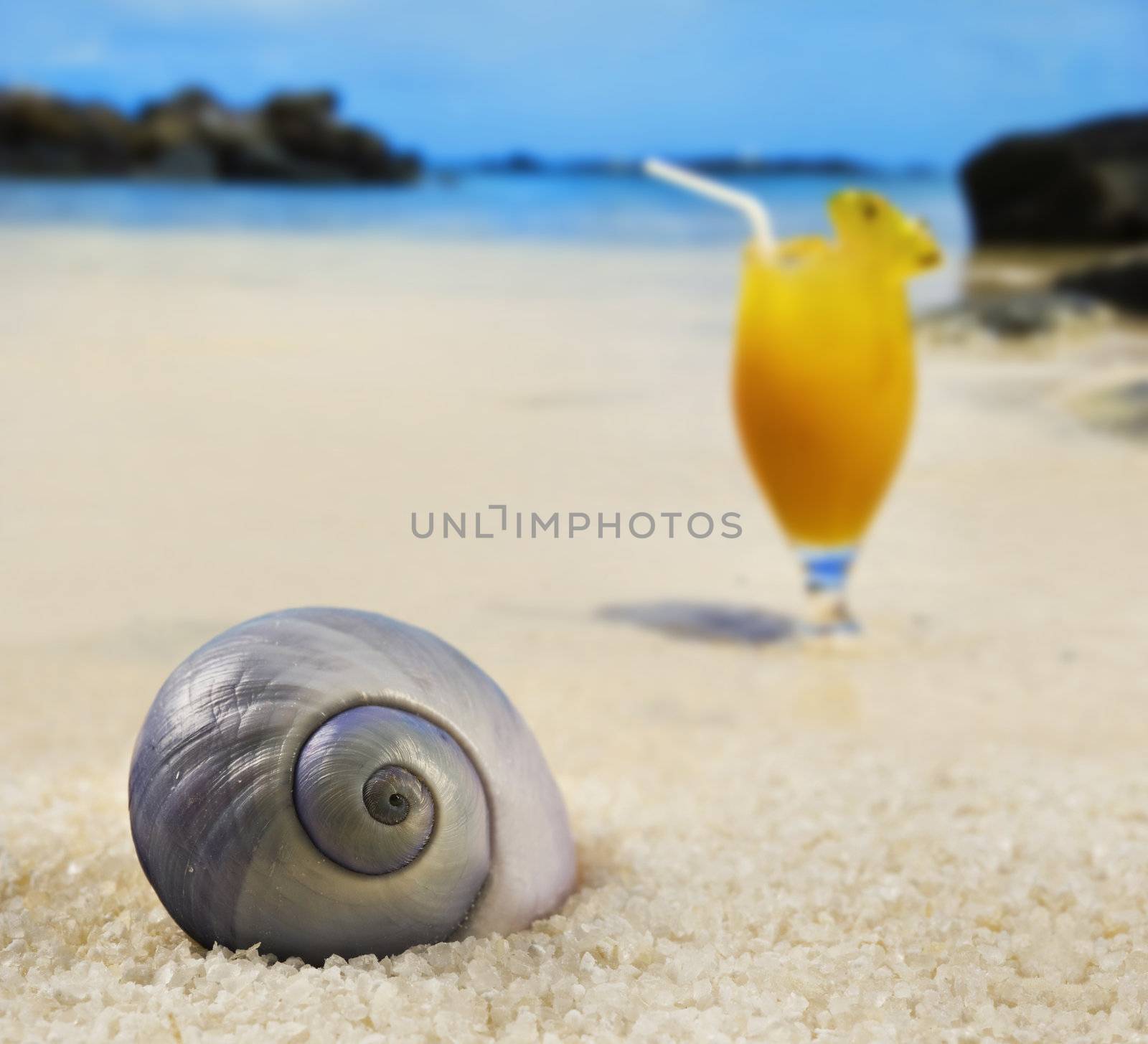 Beautiful sea shell on a tropical island beach with fruit cocktail in background by tish1