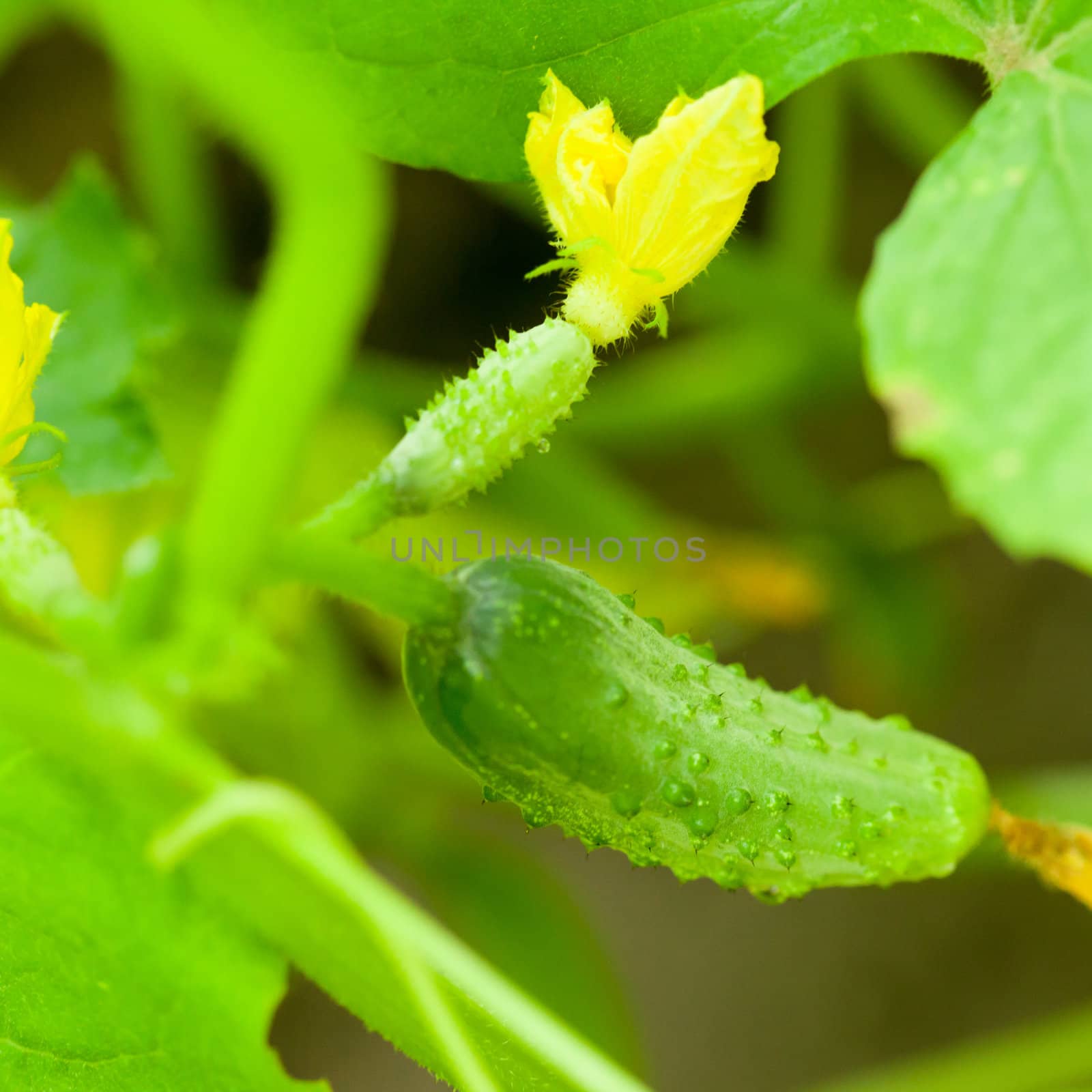 Green cucumbers with flowers