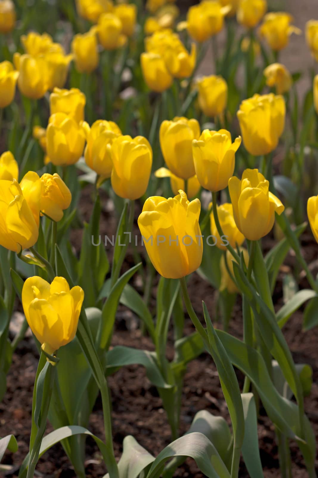 Yellow tulips bloom in garden fresh green leaf.