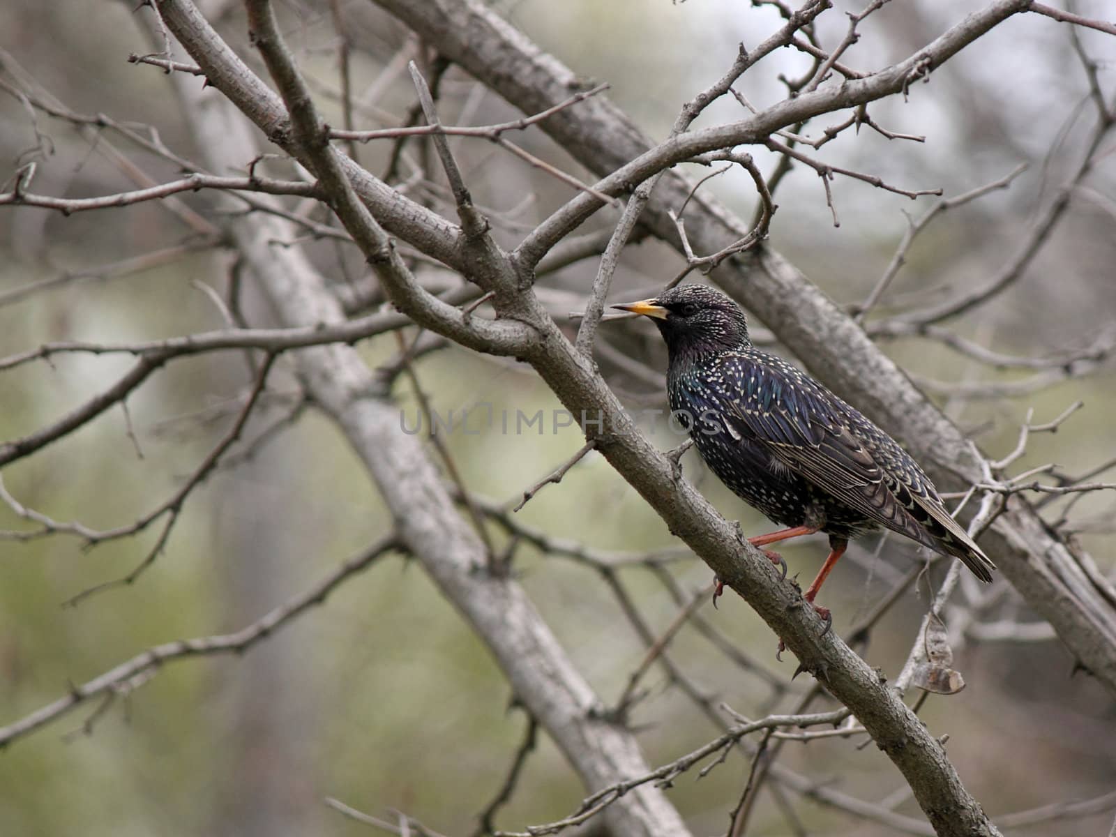 starling on tree by romantiche