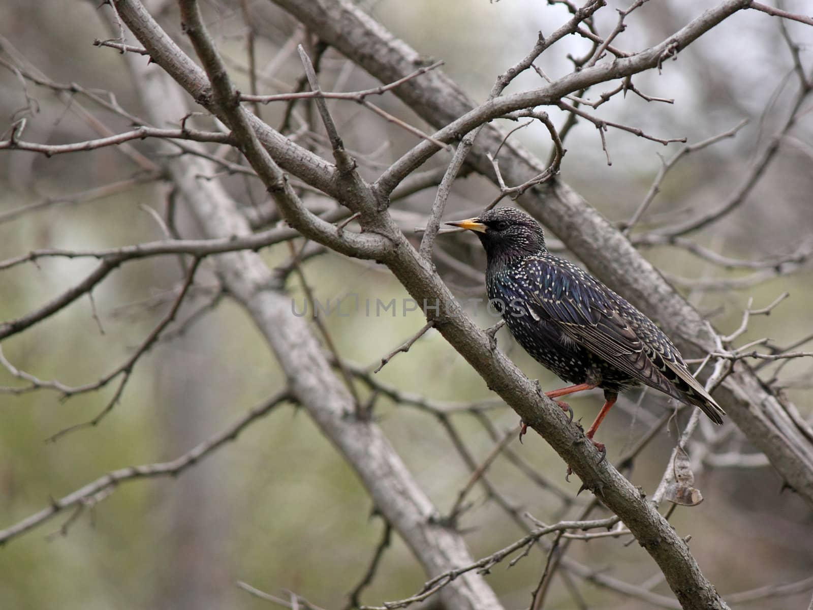 common starling sitting on branch of tree