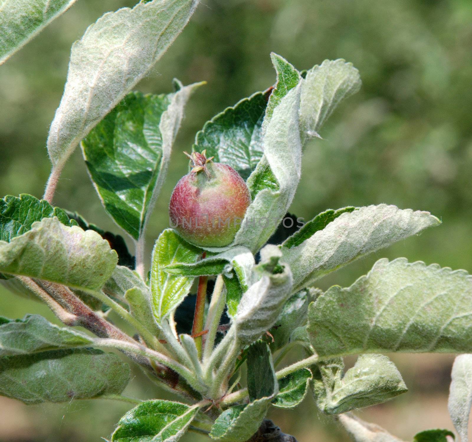 apple ochard