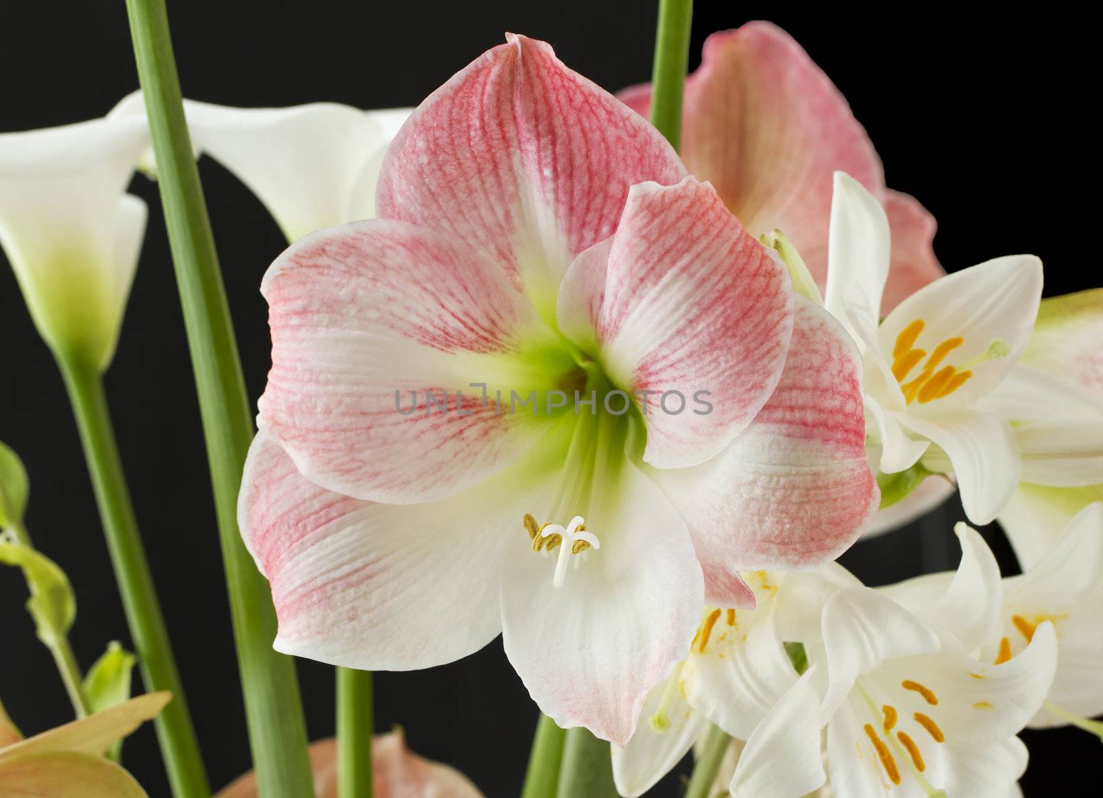 Close up of a beautiful white and pink orchid