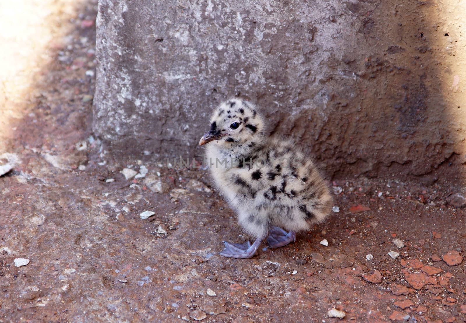 Nestling of the seagull by andrei_kolyvanov